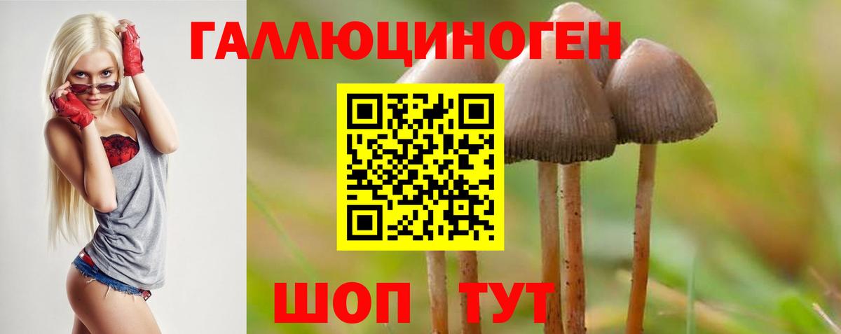 Псилоцибиновые грибы Psilocybe  Ипатово 